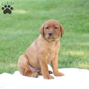 Denise, Fox Red Labrador Retriever Puppy